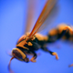 Illustration for article titled Shooting Challenge: Macro Gallery 2